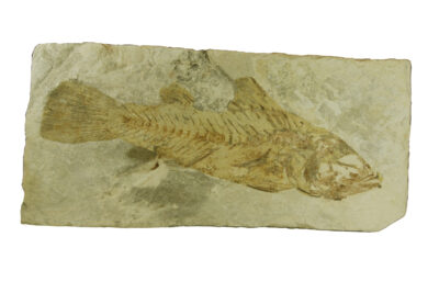 un poisson fossilisé dans la roche, ses arrêtes sont apparentes - Agrandir l'image 3 sur 7, fenêtre modale