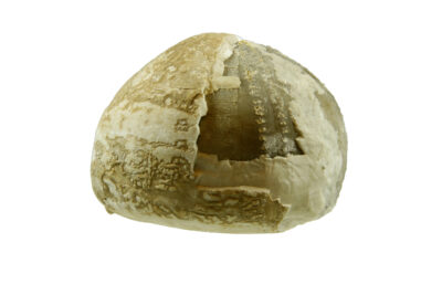 un fossile rond - Agrandir l'image 5 sur 7, fenêtre modale