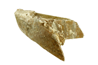 un fossile pointu - Agrandir l'image 7 sur 7, fenêtre modale