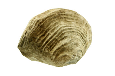 un coquillage fossilisé - Agrandir l'image 1 sur 7, fenêtre modale